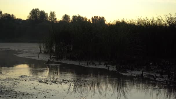 Farbenfrohe Naturlandschaft, herrlicher Sommersonnenaufgang am See, — Stockvideo