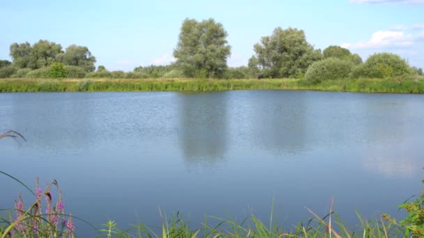 Paesaggio Una Luminosa Giornata Estiva Soleggiata Alberi Sul Fiume — Video Stock