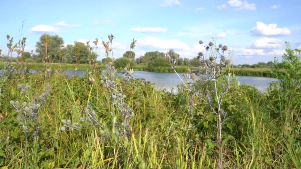 Krajobraz Jasny Słoneczny Letni Dzień Drzewa Nad Rzeką — Wideo stockowe