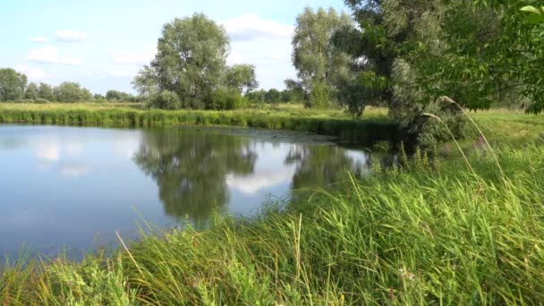 Krajina Jasného Slunného Letního Dne Stromy Nad Řekou — Stock video