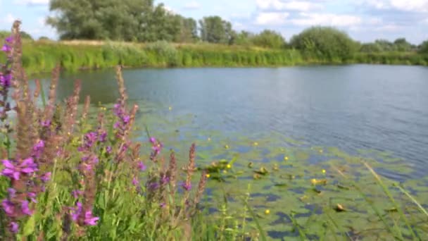 Paisaje Brillante Día Soleado Verano Lago — Vídeos de Stock