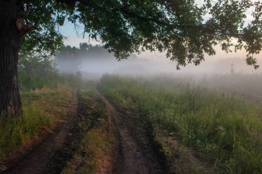 Meşe güneş ışığı ile sabah ışığında bırakır. Sahada gün doğumu