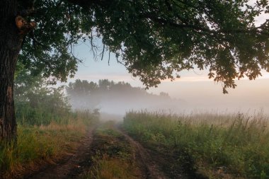 Meşe güneş ışığı ile sabah ışığında bırakır. Sahada gün doğumu