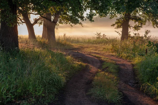 Meşe güneş ışığı ile sabah ışığında bırakır. Sahada gün doğumu