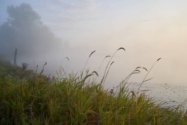 Güneşli puslu bir ışıkta gölün üzerinde sessiz bir şafak. Sonbahar zamanı.