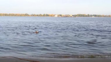 güneşli bir sonbahar sabahı nehirde yüzen köpek