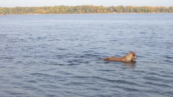 Cão em uma manhã de outono ensolarado nadando no rio — Vídeo de Stock