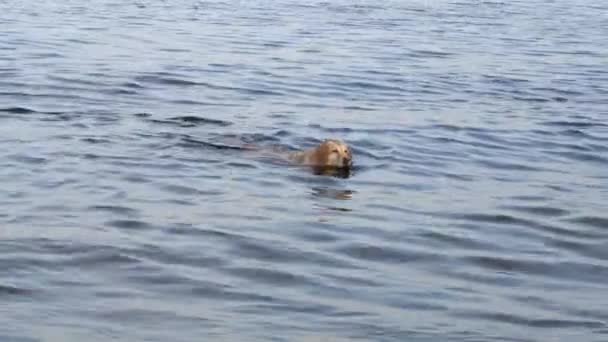 Perro en una soleada mañana de otoño nadando en el río — Vídeos de Stock