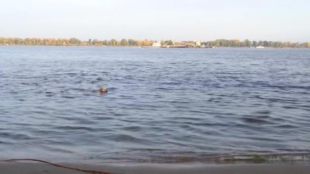 Perro en una soleada mañana de otoño nadando en el río — Vídeo de stock