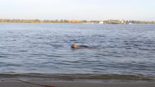 Cão em uma manhã de outono ensolarado nadando no rio — Vídeo de Stock