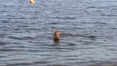 güneşli bir sonbahar sabahı nehirde yüzen köpek