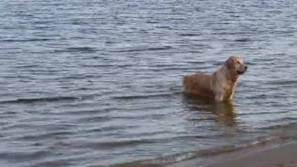 Perro en una soleada mañana de otoño nadando en el río — Vídeos de Stock