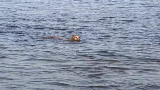 Hond op een zonnige herfst ochtend zwemmen in de rivier — Stockvideo