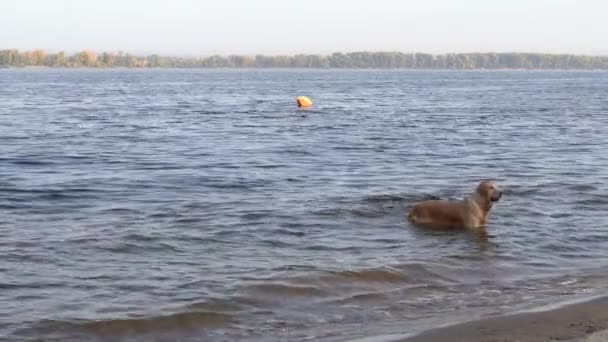 Cane su un Sunny mattina d'autunno nuotare nel fiume — Video Stock