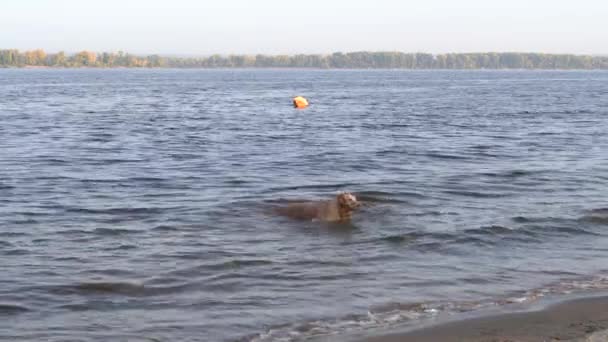 Pes na slunném podzimním ránu plavání v řece — Stock video