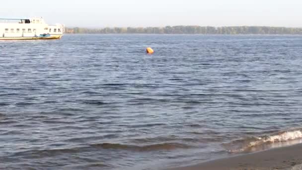 Σκύλος σε ένα ηλιόλουστο φθινοπωρινό πρωινό κολύμπι στο ποτάμι — Αρχείο Βίντεο