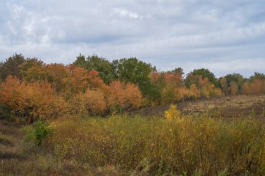 Güneş ışığında gölün üzerinde sakin bir sonbahar şafağı. Huşağacı Altın yapraklarla kaplıydı..