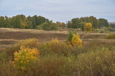 Güneş ışığında gölün üzerinde sakin bir sonbahar şafağı. Huşağacı Altın yapraklarla kaplıydı..