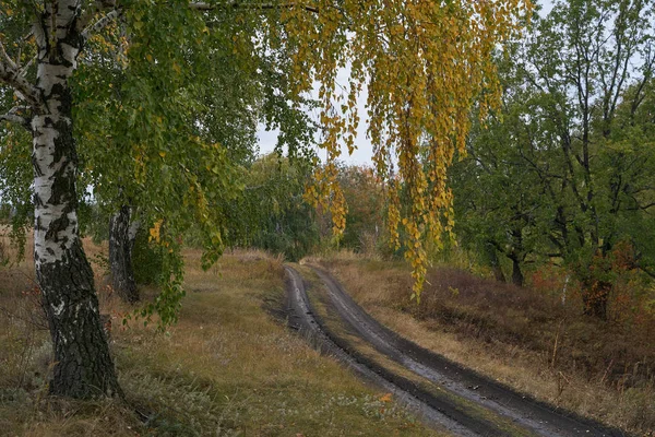 A quiet autumn dawn over the lake in sunlight. The birches were covered with Golden leaves. — Stock Photo, Image