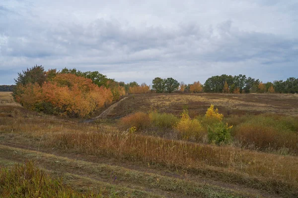 Güneş ışığında gölün üzerinde sakin bir sonbahar şafağı. Huşağacı Altın yapraklarla kaplıydı..