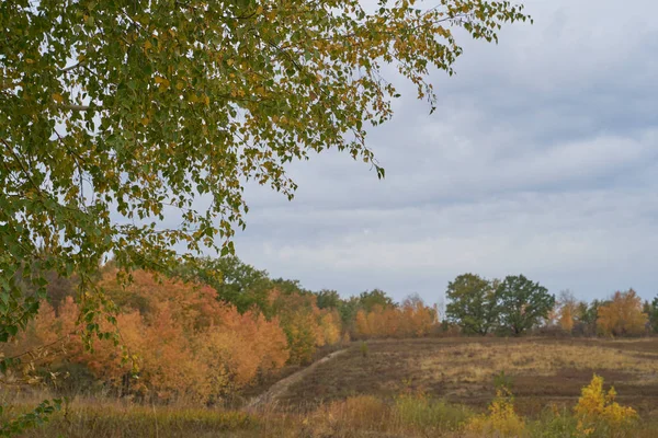 Güneş ışığında gölün üzerinde sakin bir sonbahar şafağı. Huşağacı Altın yapraklarla kaplıydı..