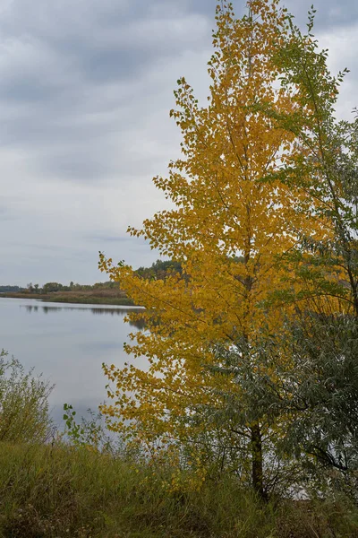 太陽の光の中で湖の上に静かな秋の夜明け。白樺は黄金の葉で覆われていた. — ストック写真