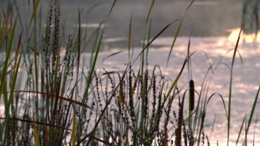 sonbaharda şafak ve ağaç tepelerini vurarak, düşen yapraklar ve yapraklar arasında parlayan güneş ile