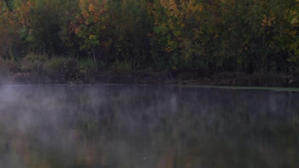 Shooting Dawn Treetops Autumn Falling Leaves Sun Shining Foliage — Stock Video