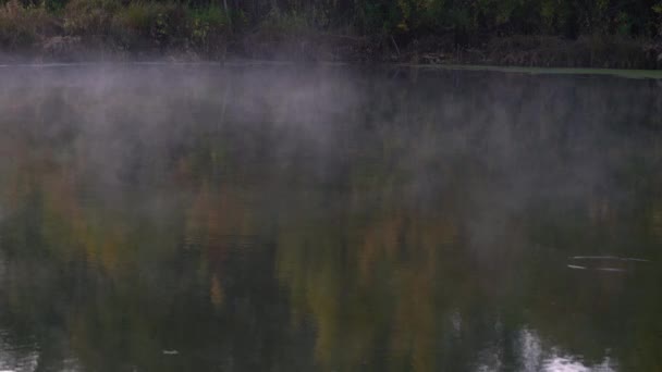 Het Schieten Van Dageraad Boomtoppen Herfst Met Vallende Bladeren Zon — Stockvideo