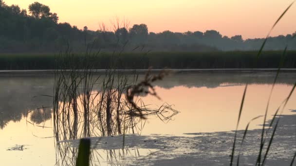 Het Schieten Van Dageraad Boomtoppen Herfst Met Vallende Bladeren Zon — Stockvideo