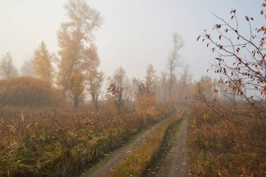 Gölün üzerinde gün ışığında sessiz bir sonbahar şafağı. Taze sis yerde sürünüyor..