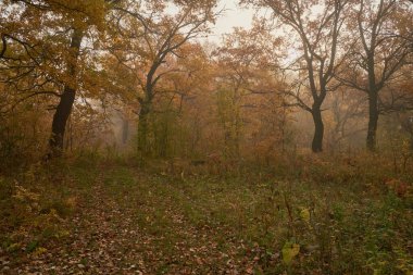 Gölün üzerinde gün ışığında sessiz bir sonbahar şafağı. Taze sis yerde sürünüyor..