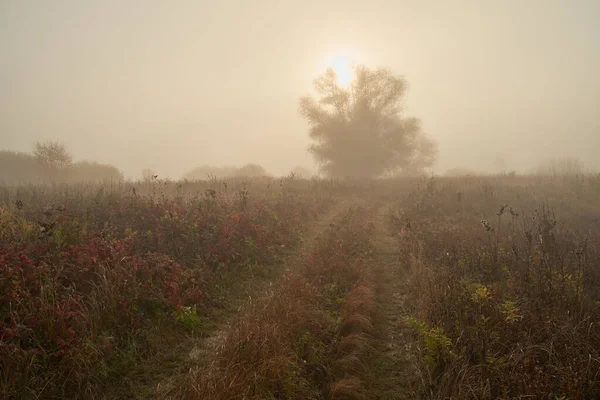 Una tranquilla alba autunnale sul lago alla luce del sole. La nebbia fresca striscia sul terreno . — Foto Stock