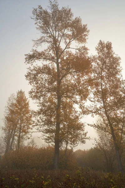 Gölün üzerinde gün ışığında sessiz bir sonbahar şafağı. Taze sis yerde sürünüyor..