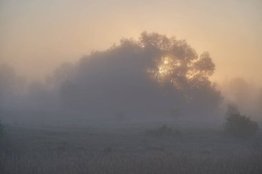 Baharın başında. Güneşin doğuşu sisli ve düşünceli bir sis bulutuyla gölün üzerinde. Sabahın erken saatlerinde sisle kaplı ormanın güzel manzarası. Güneş ışınları gibi. Mayıs.