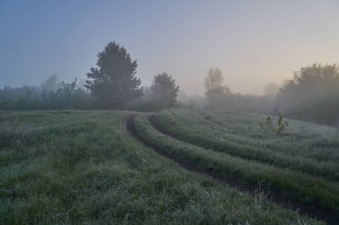 Baharın başında. Güneşin doğuşu sisli ve düşünceli bir sis bulutuyla gölün üzerinde. Sabahın erken saatlerinde sisle kaplı ormanın güzel manzarası. Güneş ışınları gibi. Mayıs.
