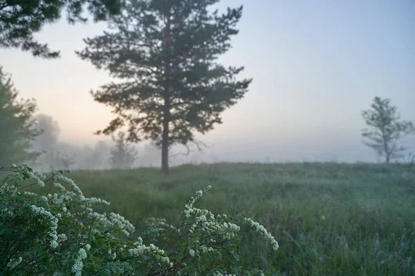 Inizio Primavera Mattina Alba Sul Lago Una Foschia Nebbiosa Pensierosa — Foto Stock