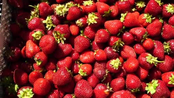 Fresa Bayas Orgánicas Frescas Con Hojas Cerca Fondo Fruta — Vídeo de stock