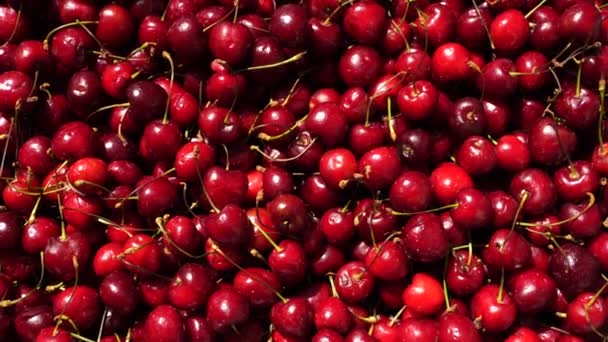 Cherry Čerstvé Organické Bobule Listy Zblízka Ovocné Pozadí Červen — Stock video