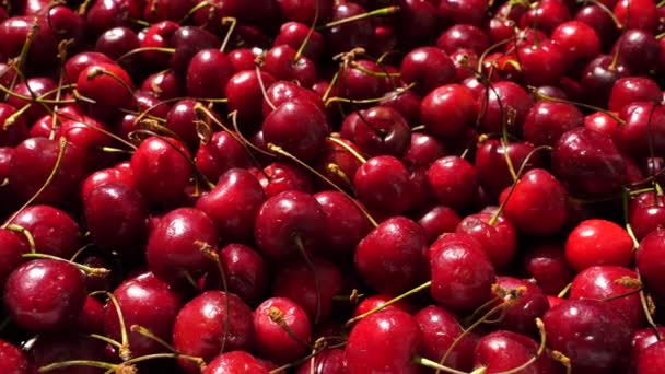 Cherry Čerstvé Organické Bobule Listy Zblízka Ovocné Pozadí Červen — Stock video