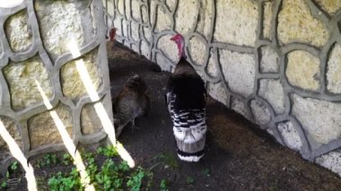 Tom Turkey Pozisyonu