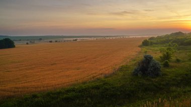 Renkli bir gün batımı, bir buğday tarlasının üzerinde şafak. Sıcak bir yaz akşamı.