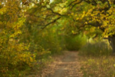 Sıcak ve güneşli bir günde ormanda sonbahar yaprakları bulanık. Sonbahar ormanı, sabah güneşiyle aydınlanır. Sonbaharın renkleri..