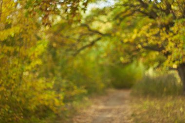 Sıcak ve güneşli bir günde ormanda sonbahar yaprakları bulanık. Sonbahar ormanı, sabah güneşiyle aydınlanır. Sonbaharın renkleri..