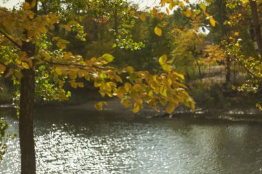 Sıcak ve güneşli bir günde ormanda sonbahar yaprakları bulanık. Sonbahar ormanı, sabah güneşiyle aydınlanır. Sonbaharın renkleri..
