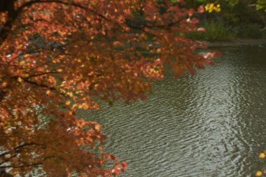 Sıcak ve güneşli bir günde ormanda sonbahar yaprakları bulanık. Sonbahar ormanı, sabah güneşiyle aydınlanır. Sonbaharın renkleri..