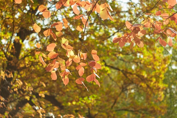 在一个温暖的阳光明媚的日子里 秋天的树叶在森林里模糊了 秋天的森林 被晨曦照亮了 秋天的色彩 — 图库照片
