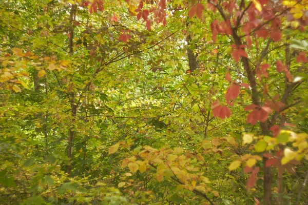 Bokeh Borrosa Hojas Otoño Bosque Día Soleado Cálido Bosque Otoño —  Fotos de Stock