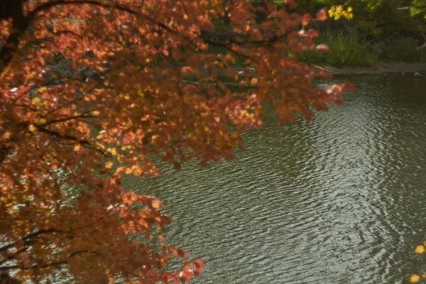 暖かい晴れた日に森の中に紅葉の鮮やかなボケ 朝日に照らされた秋の森秋の色 — ストック写真
