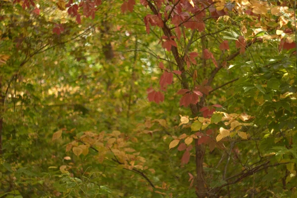 Bokeh Brouillé Feuilles Automne Dans Forêt Par Une Chaude Journée — Photo